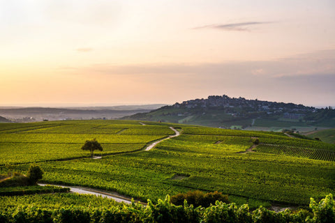 DOMAINE REGIS JOUAN