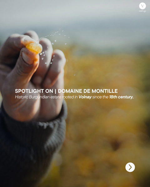 SPOTLIGHT ON | Domaine de Montille: Burgundy’s Classical Voice, Told in Volna