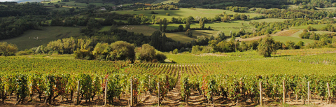 Best Burgundy Wines to Buy in Singapore: From Village to Grand Cru