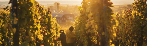 Alsace Wine Myths: Why It's Not All Sweet