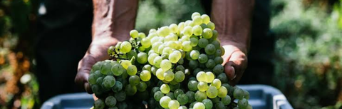 Côte de Nuits vs Côte de Beaune: What's the Difference?