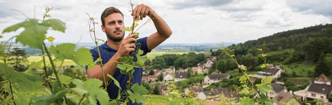 Domaine Yvon Clerget: A Quiet Volnay Institution