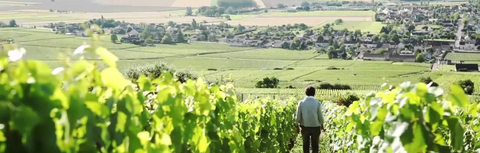 Domaine Tollot-Beaut: Two Monopoles From One Family Cellar