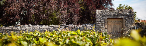 What Is Natural Wine? Complete Guide for Singapore Wine Lovers