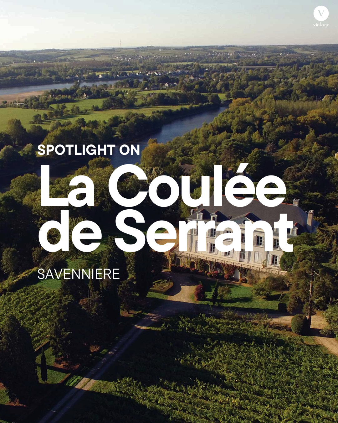 Spotlight On: La Coulée de Serrant - Biodynamic Icon of the Loire – The ...