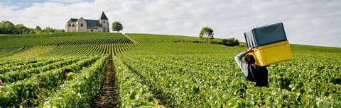 Grower Champagne Producer Guide: Which One Suits You?