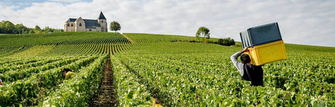 Champagne vs Crémant: Which Should You Buy?