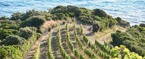 Corsican Vineyard with Seaview