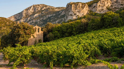 Wines from Languedoc & Roussillon