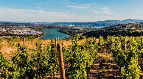 Wine from Rhone Valley
