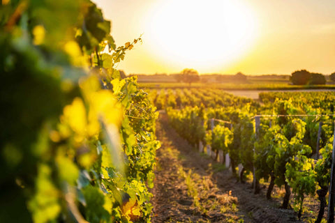 Loire Valley Vineyard with sunset