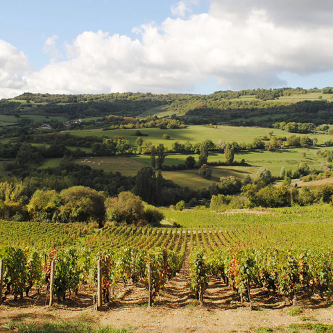 Wine from Burgundy