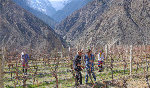 People working in a vineyard with mountains in the background
