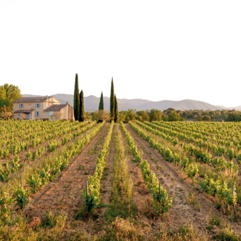 Wine from Provence